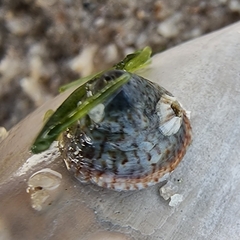 Desmaulus extinctorium