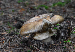 Catathelasma imperiale