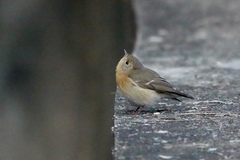 Ficedula mugimaki