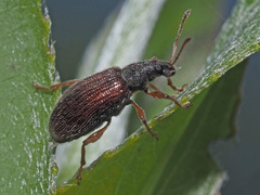 Phyllobius oblongus