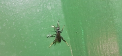 Cryptinae
