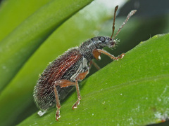 Phyllobius oblongus