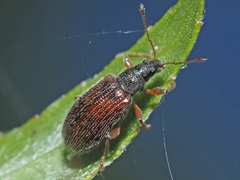 Phyllobius oblongus