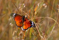 Danaus chrysippus orientis