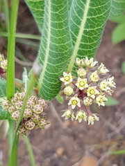 Xysmalobium acerateoides