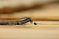 Trachylepis punctatissima