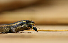 Sphecidae