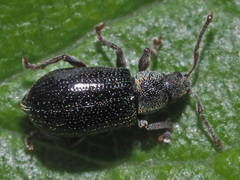 Phyllobius viridicollis