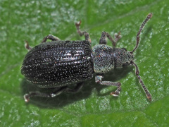Phyllobius viridicollis