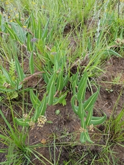 Xysmalobium acerateoides