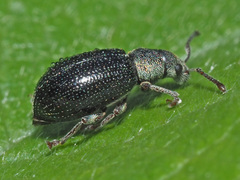 Phyllobius viridicollis