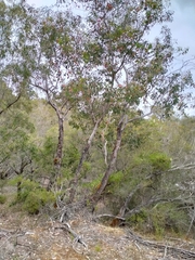 Eucalyptus rudis