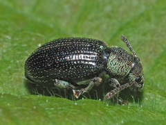Phyllobius viridicollis