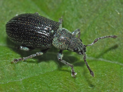 Phyllobius viridicollis