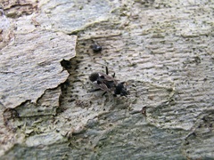 Rhyparochromus vulgaris