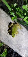 Pelophylax plancyi
