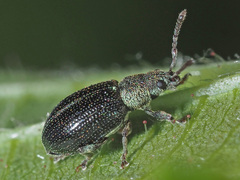 Phyllobius viridicollis
