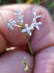Asperula aristata