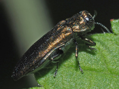 Agrilus cyanescens