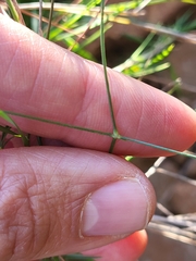 Asperula aristata