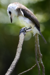 Arundinicola leucocephala