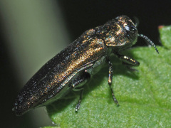 Agrilus cyanescens
