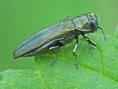 Agrilus cyanescens