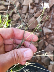 Asperula aristata