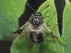 Abia fasciata