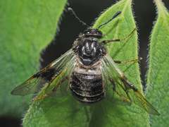 Abia fasciata