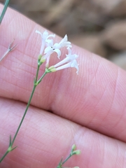 Asperula aristata