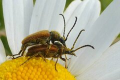 Pseudovadonia livida