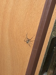 Anyphaena accentuata