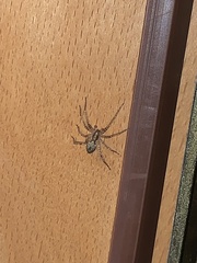 Anyphaena accentuata