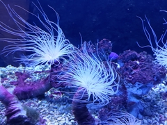 Ceriantheopsis