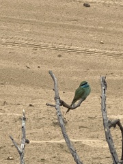 Merops cyanophrys