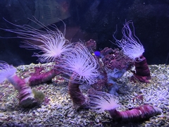 Ceriantheopsis