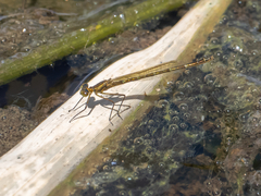 Austrocnemis splendida