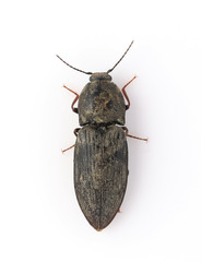 Prosternon tessellatum