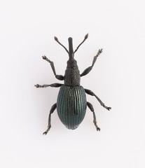 Ceratapion onopordi