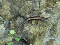Emoia caeruleocauda