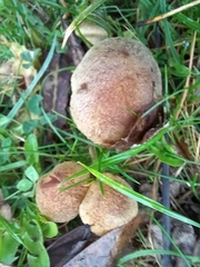 Lacrymaria lacrymabunda