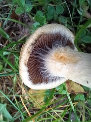 Lacrymaria lacrymabunda