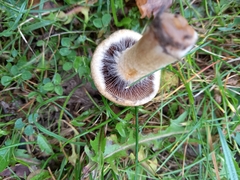 Lacrymaria lacrymabunda