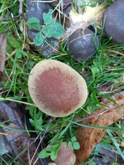 Lacrymaria lacrymabunda