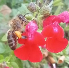 Apis mellifera