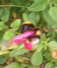 Bombus terrestris