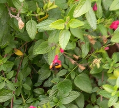 Bombus terrestris