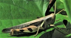 Stenocatantops angustifrons