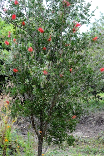 Bottlebrush